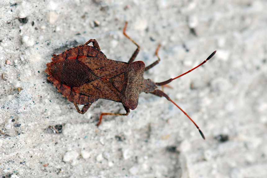 Coreidae: Coreus marginatus del Vicentino